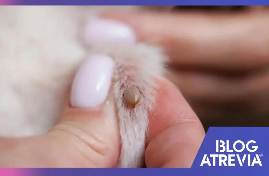 Dueño extrayendo garrapatas de su mascota.