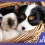 Perro y gato cachorro que cuentan con vacunas en mascotas.