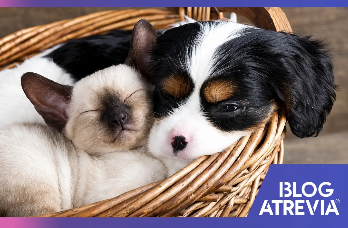 Perro y gato cachorro que cuentan con vacunas en mascotas.
